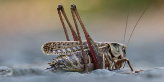 Da li ćemo zbog klimatskih promena uskoro početi da jedemo insekte?