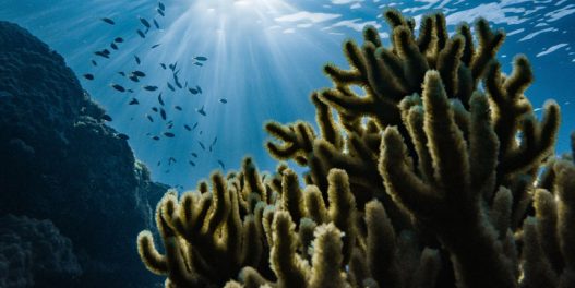 Kako da pomognete očuvanje korala igrajući igricu na svom telefonu?