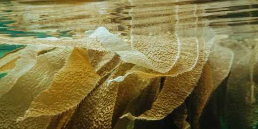 Da li će planetu spasiti – morske alge?