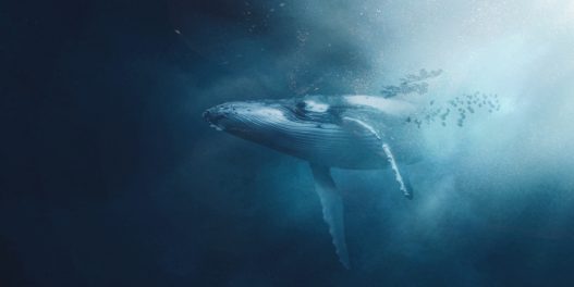 Kako nam kitovi pomažu da se borimo protiv klimatskih promena?