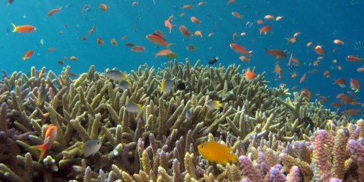 Nada za Veliki koralni greben: Godišnje razmnožavanje može da rezultuje milijardama novih korala