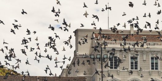 Naučnici izumeli novi način za spašavanje ptica od smrtonosnih sudara sa zgradama i dalekovodima