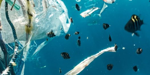 Biljke i životinje nastanile Veliki tepih smeća u Tihom okeanu