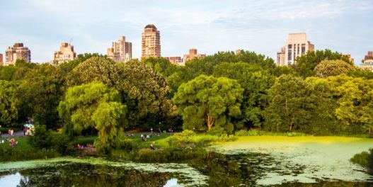 Čuveni Central park u Njujorku postaje klimatska laboratorija