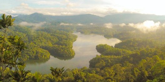 Naučnici pomoću dronova prate zdravlje teško dostupnih šuma