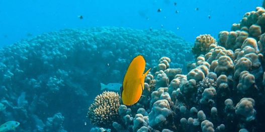 U toku je šesto veliko izbeljivanje Velikog koralnog grebena, upozorava vodeći svetski ekspert za korale