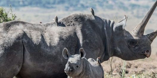 Svetska banka emitovala prve obveznice namenjene zaštiti divljih vrsta. Cilj je očuvanje populacije nosoroga