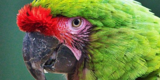 Broj ptica u zaštićenoj panamskoj kišnoj šumi znatno je opao u poslednje 44 godine. Ovaj trend zabrinjava naučnike
