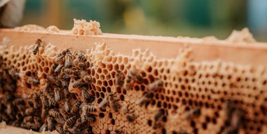 Kako gradovi postaju bezbedno utočište za pčele?