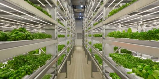 Da li su vertikalne farme budućnost poljoprivrede?