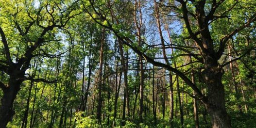 Hrastove šume u Srbiji ozbiljno ugrožene zbog klimatskih promena