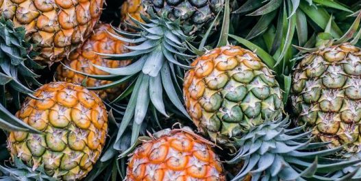 Održive alternative za životinjsku kožu – od ananasa preko morskih plodova do kaktusa