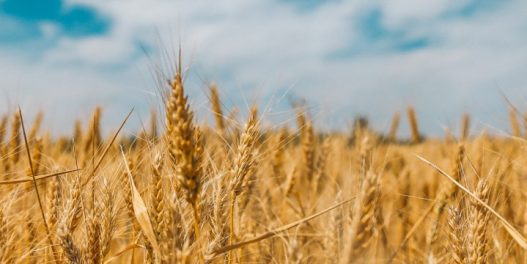 O pšenici, gnjecavom testu i klimatskim promenama