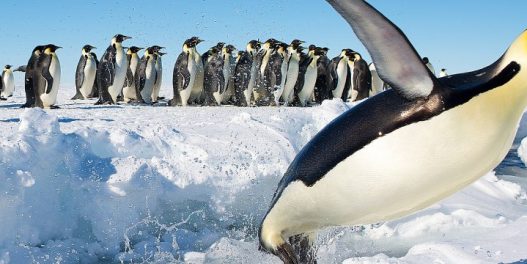 Carski pingvini proglašeni ugroženom vrstom zbog klimatskih promena