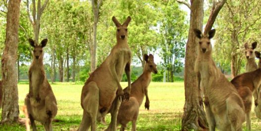 Australija namerava da spreči nestanak vrsta zahvaljujući planu za „nulto izumiranje”