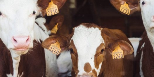 Prvi na svetu Novi Zeland planira da uvede porez na emisije metana koje dolaze od krava i ovaca