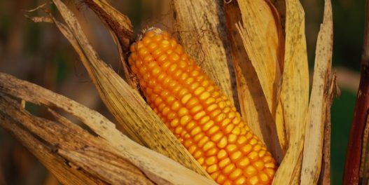 Izveštaj: Sudbina srpskog kukuruza na zagrejanoj planeti