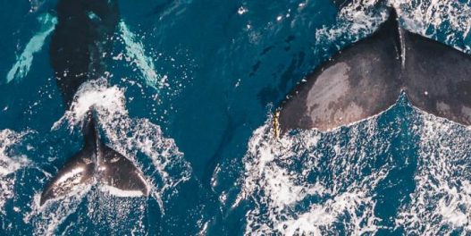 Plavi kit može da pojede i do 43 kilograma mikroplastike dnevno