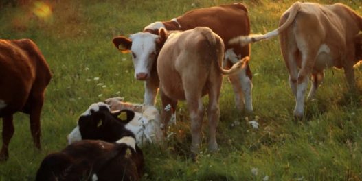 Kako pomoć kravama u varenju pomaže i borbi protiv klimatskih promena