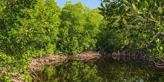 U toku prethodne decenije znatno je usporen nestanak mangrovih šuma