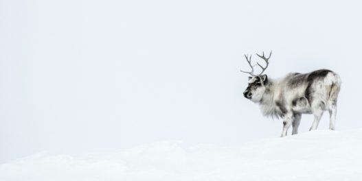 Broj irvasa na Svalbardu raste zato što im se, pod uticajem zagrevanja, menja ishrana