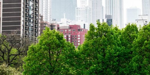 Više drveća u gradovima moglo bi da spreči trećinu prevremenih smrti izazvanih visokim letnjim temperaturama