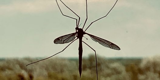Zbog klimatskih promena sve je veća teritorija na kojoj žive komarci koji prenose malariju