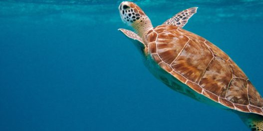 UN postigle istorijski sporazum o zaštiti otvorenog mora, 30% okeana biće zaštićeno