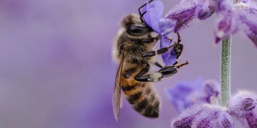 Kako da budete uzoran komšija pčelama i ostalim oprašivačima ovog proleća?