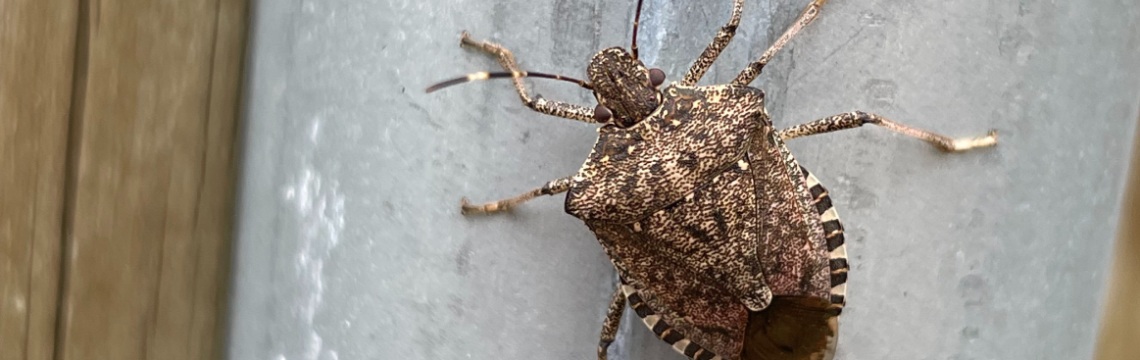 Odakle Toliko Smrdibuba I Kakve To Ima Veze Sa Klimatskim Promenama