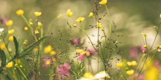 Ako travnjak zamenite divljim cvećem, smanjićete štetne emisije, obogatiti biodiverzitet i uštedeti vreme