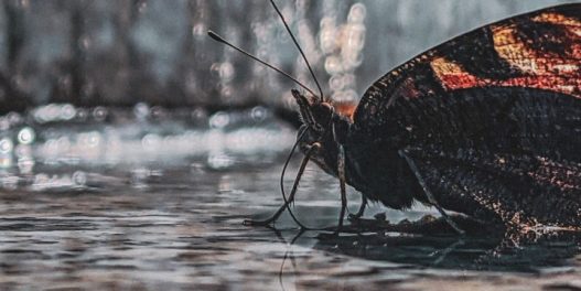Globalna analiza oprašivača u gradovima: Urbanizacija najviše ugrožava leptire i divlje pčele