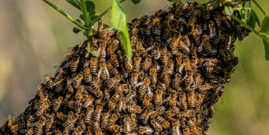 Kako je Beograd postao idealno stanište za divlje pčele
