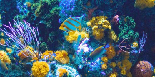 Ovaj poznati zlatno-žuti začin mogao bi da spase korale od klimatskih promena