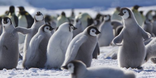 Tragedija na Antarktiku: Zbog topljenja leda, utopilo se na hiljade mladunaca carskih pingvina