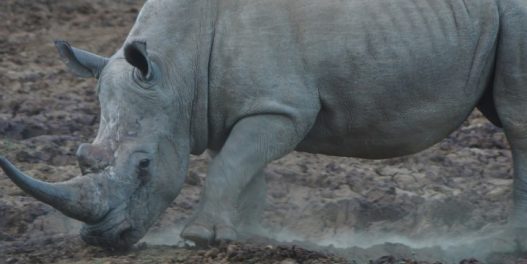 2000 nosoroga biće vraćeno u divljinu širom Afrike