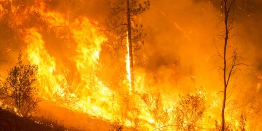 Opasnost od šumskih požara raste iz godine u godinu. Da li je Srbija spremna?