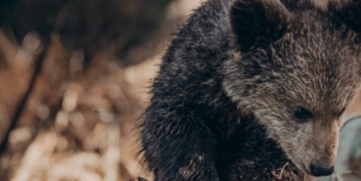 Masovno uginuće mladunaca mrkog medveda u Japanu: Usled klimatskih promena, nemaju šta da jedu