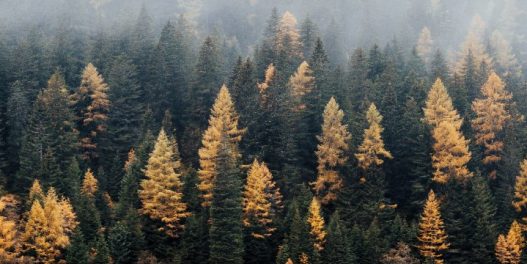 Svet želi da zaustavi krčenje šuma do 2030. Ali nismo na dobrom putu da to ostvarimo