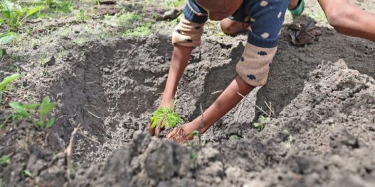 Novi nacionalni praznik u Keniji: Stanovnici su dobili slobodan dan kako bi sadili drveće