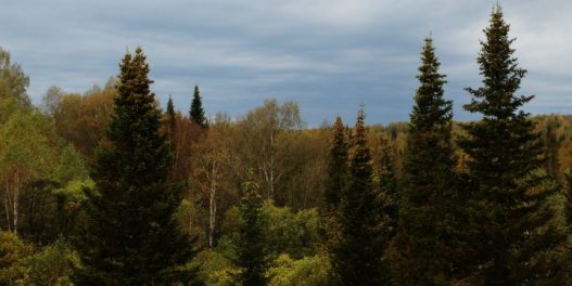 Mešovite šume skladište 70% više ugljenika u odnosu na one sa jednom vrstom drveća