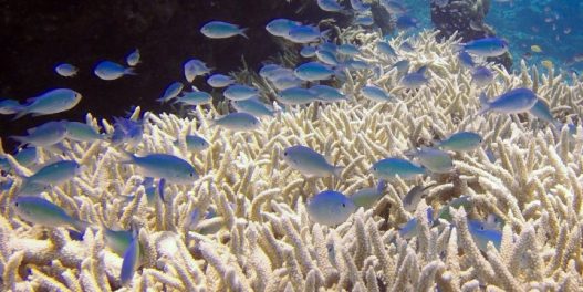 „Skoro potpuno odumiranje” koralnih grebena: Uvedeni novi, apokaliptični nivoi uzbune usled toplotnog stresa