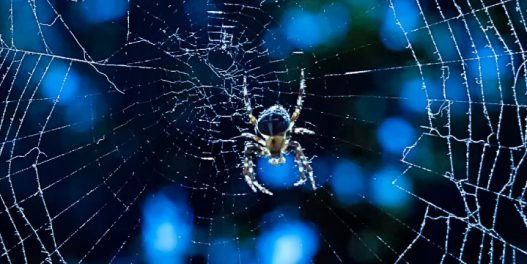 Neobična posledica klimatskih promena: Mali paukovi pletu veće mreže, a veliki paukovi – manje