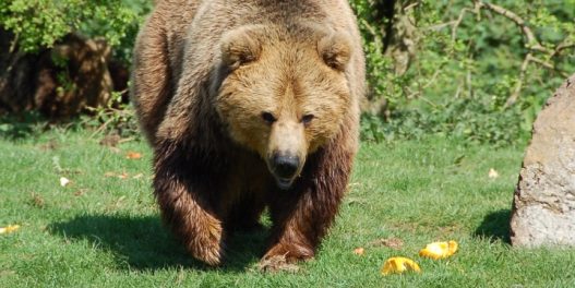 Usled klimatskih promena i blagih zima, neki medvedi u Srbiji preskaču „zimski san“