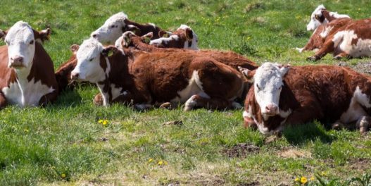 Sve veći posedi, sve manje krava: Šta znače rezultati novog poljoprivrednog popisa u svetlu klimatskih promena?