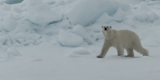 Naučnici kažu: „Arktik bez leda”. Nove, dramatične projekcije o budućnosti Arktičkog okeana