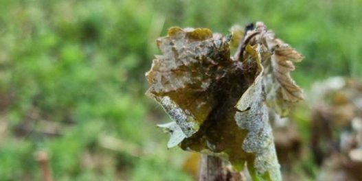 Izveštaj sa terena: Aprilski mraz u Srbiji ugrozio je i – vinograde