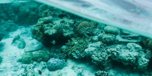 Četvrto veliko izbeljivanje korala na globalnom nivou: Ovo bi moglo da bude najveće do sada, upozoravaju naučnici