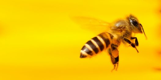 Beč pustio u rad besplatnu online platformu za povezivanje pčelara i mesta za ispašu pčela