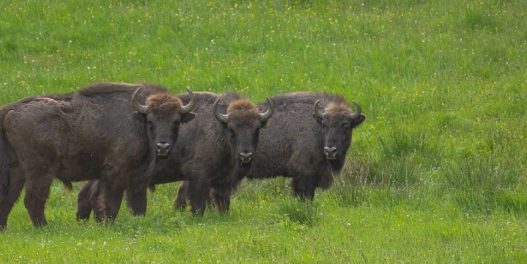 Uspeh rivajldinga: Povratak 170 bizona u rumunske planine doprinosi skladištenju velikih količina ugljen-dioksida